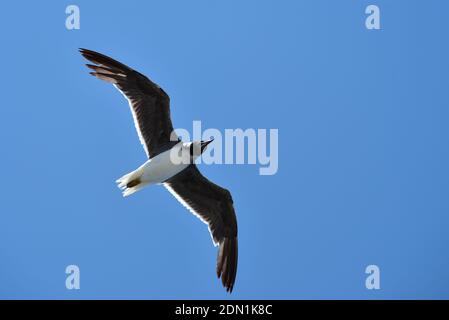 Vogelmöwe fliegt über den blauen Himmel, Ansicht von unten. Stockfoto