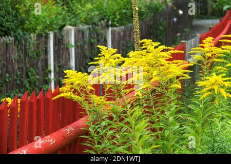 Solidago, gemeinhin Goldarten genannt, die im Garten durch den rot bemalten Gartenzaun aus Holz wachsen Stockfoto