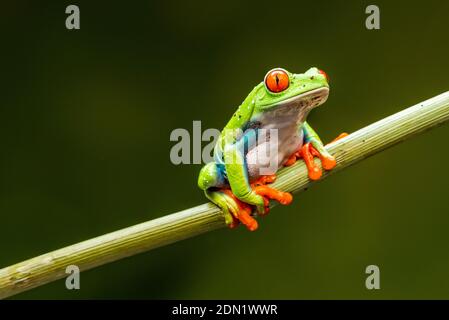Rotäugiger Baumfrosch (Agalychnis callidyas) - Nahaufnahme mit selektivem Fokus. Stockfoto