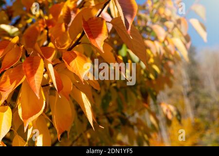 Der Herbst hinterlässt den Hintergrund. Heller Herbst natürlicher Hintergrund. Rote und gelbe Blätter im Herbstwald. Herbstbaumblätter. Magische Natur des Herbstes Stockfoto