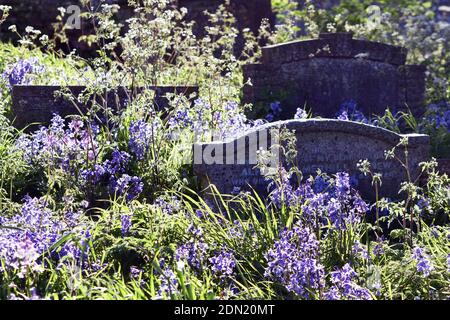 Verwitterte Grabsteine mit blühenden Blauglockenblüten und grüner Vegetation auf St. Margaret's Churchyard, Rottingdean, East Sussex, England, Großbritannien Stockfoto