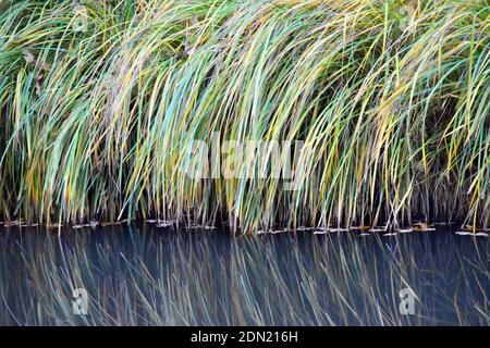 Reflexion von üppigem grünem Gras im Wasser in der Nähe des Kanals in Nievre, Frankreich Stockfoto