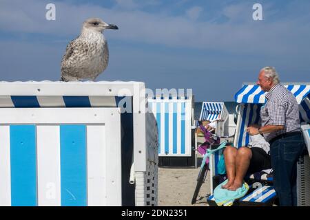 Eine junge Möwe beobachtet Menschen am Strand, die bereit sind, etwas zu essen Germany Warnemunde Beach zu stehlen Stockfoto