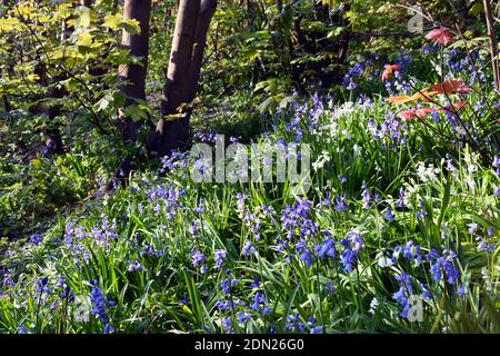 Lebendige Waldwiese mit blühenden Glockenblumen im Frühling in Sussex, England Stockfoto