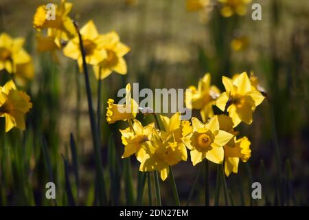 Leuchtend gelbe Narzissen blühen in einem sonnendurchfluteten Frühlingsgarten Stockfoto
