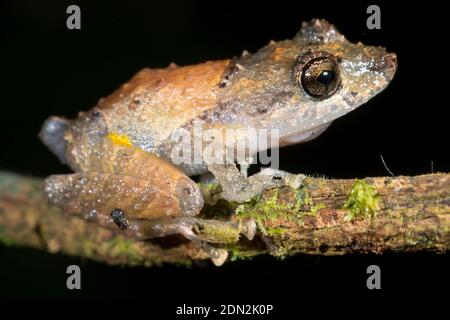 Weißgestreifter Robber Frog (Pristimantis luteolateralis) an einem Zweig im Unterstory des Bergregenwaldes im Los Cedros Reservat im Westen Ecuadors Stockfoto
