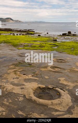 Blick über die Lyme Bay bei Ebbe mit den freiliegenden Felsvorsprüngen mit Ammoniten im Vordergrund und die Jurassic Coast in der Ferne. Stockfoto