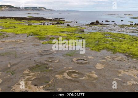 Blick über die Lyme Bay bei Ebbe mit den freiliegenden Felsvorsprüngen mit Ammoniten im Vordergrund und die Jurassic Coast in der Ferne. Stockfoto