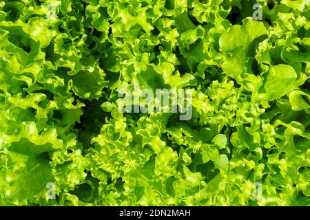 Bio-Sämling oder Setzling Salat im Feld, Salat Anbau, grüne Blätter, close-up selektive Fokus Stockfoto