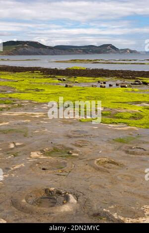 Blick über die Lyme Bay bei Ebbe mit den freiliegenden Felsvorsprüngen mit Ammoniten im Vordergrund und die Jurassic Coast in der Ferne. Stockfoto