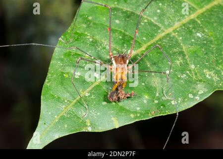 Cranaid Harvestman (Familie Cranaidae) Fütterung von einigen Detritus auf einem Blatt in Bergregenwald im Los Cedros Reserve, West-Ecuador Stockfoto