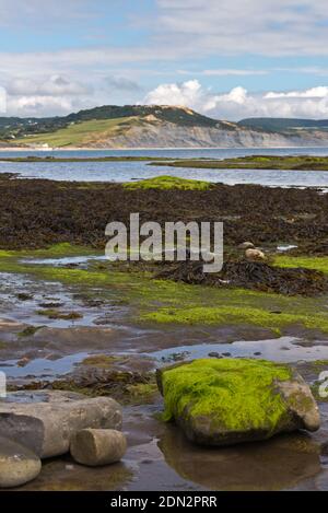 Blick über die Lyme Bay bei Ebbe mit den freiliegenden Felsvorsprüngen im Vordergrund und die Jurassic Coast in der Ferne an einem Sommertag. Stockfoto