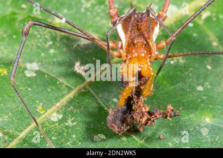 Cranaid Harvestman (Familie Cranaidae) Fütterung von einigen Detritus auf einem Blatt in Bergregenwald im Los Cedros Reserve, West-Ecuador Stockfoto