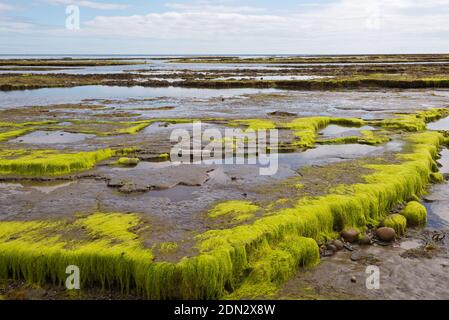 Blick über die Lyme Bay bei Ebbe mit den freiliegenden Felsvorsprüngen im Vordergrund und die Jurassic Coast in der Ferne an einem Sommertag. Stockfoto