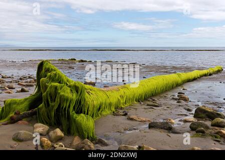 Blick über die Lyme Bay bei Ebbe mit den freiliegenden Felsvorsprüngen im Vordergrund und die Jurassic Coast in der Ferne an einem Sommertag. Stockfoto