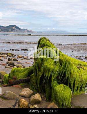 Blick über die Lyme Bay bei Ebbe mit den freiliegenden Felsvorsprüngen im Vordergrund und die Jurassic Coast in der Ferne an einem Sommertag. Stockfoto