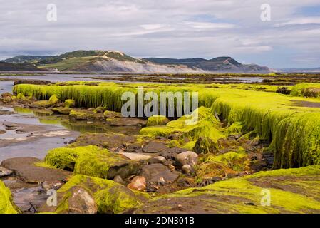 Blick über die Lyme Bay bei Ebbe mit den freiliegenden Felsvorsprüngen im Vordergrund und die Jurassic Coast in der Ferne an einem Sommertag. Stockfoto