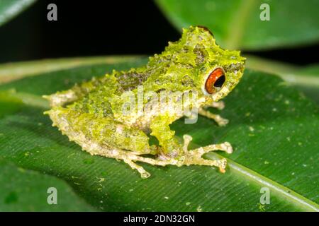 Porvenir Robber Frog (Pristimantis crucifer) on a branch in the understory of montane rainforest in the Los Cedros Reserve, western Ecuador Stockfoto