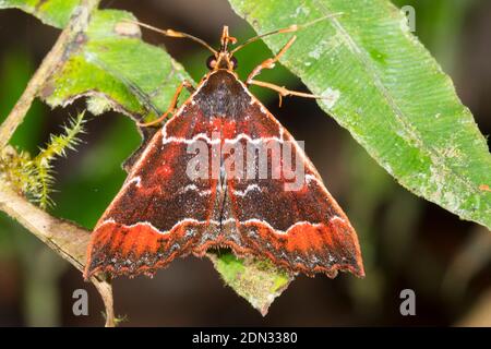 Motte (Familie Erebidae), die nachts auf einem Blatt im Unterholz des Bergregenwaldes im Los Cedros-Reservat im Westen Ecuadors ruht Stockfoto