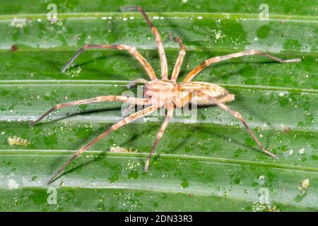 Ghost Spider (Family Anyphaenidae) on a leaf at night on a leaf in the understory of montane rainforest in the Los Cedros Reserve, western Ecuador Stock Photo