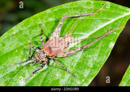 Spider Cricket (Familie Phalangopsidae) auf einem Blatt in der Nacht auf einem Blatt im Unterholz des Bergregenwaldes im Los Cedros Reserve, im Westen Ecuadors Stockfoto