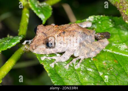 Frühlingsfrosch (Pristimantitis crenunguis) an einem Zweig im Unterholz des Bergregenwaldes im Los Cedros Reservat im Westen Ecuadors. Diese Spezifikation Stockfoto