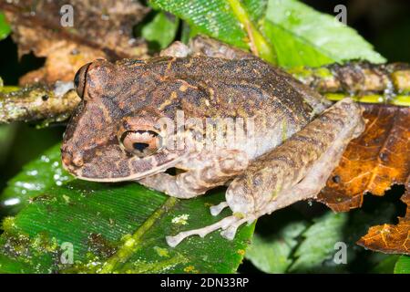 Labiated Regenfrosch (Pristimantis labiosus) auf einem Zweig im Unterholz des Bergregenwaldes im Los Cedros Reserve, West-Ecuador. Stockfoto