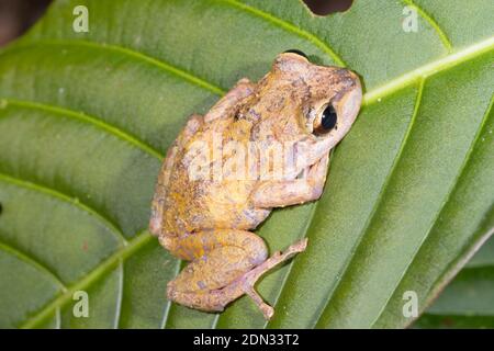 MINDO Rainfrog (Pristimantis mindo) an einem Zweig im Unterholz des Bergregenwaldes im Los Cedros-Reservat im Westen Ecuadors. Stockfoto