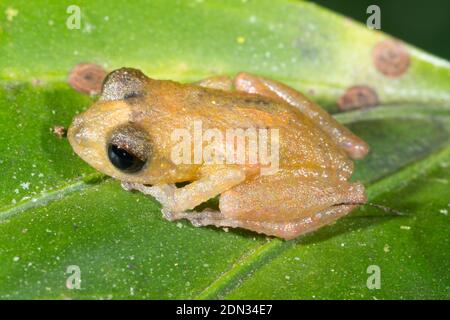 MINDO Rainfrog (Pristimantis mindo) an einem Zweig im Unterholz des Bergregenwaldes im Los Cedros-Reservat im Westen Ecuadors. Stockfoto