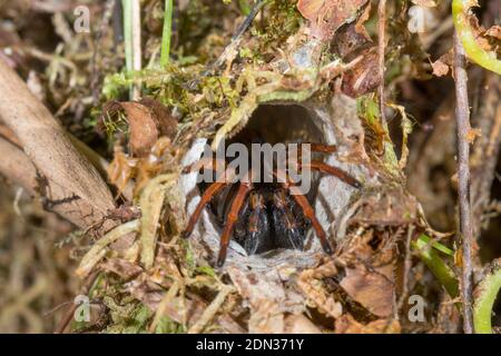 Portemonnaie Webspinne (Familie Atypidae) am Eingang seines Baus im Unterholz des Bergregenwaldes im Los Cedros Reservat, im Westen Ecuadors. Stockfoto