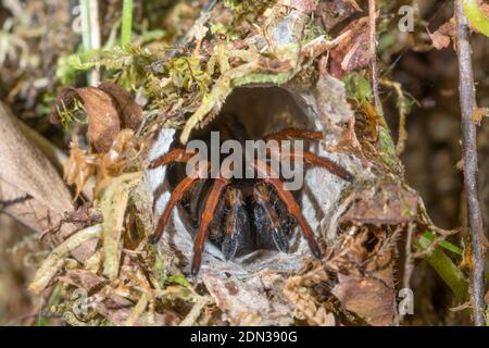 Portemonnaie Webspinne (Familie Atypidae) am Eingang seines Baus im Unterholz des Bergregenwaldes im Los Cedros Reservat, im Westen Ecuadors. Stockfoto