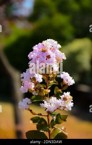 Weißes Phlox mit rosa Mitte (Phlox paniculata). Weiße Blüten, weiße Phlox-Blüten mit rotem Auge im Garten. Blühender Zweig der purpurnen Phlox in Th Stockfoto