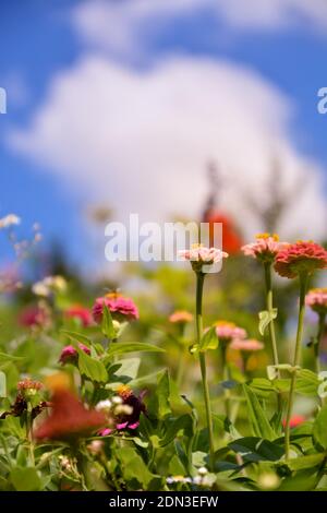 Bunte lantana Blumen sind Arten von Verbena, West indischen lantana, botanischen Namen ist Lantana camara. Großer Salbei, wilder Salbei, rosa Salbei. Blumenwand Stockfoto