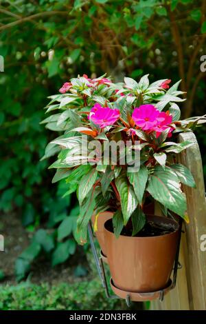 Ornamentale rosa Blüten und Blätter in einem Kunststoff-Blumentopf, der an einem Gartenzaun hängt. Stockfoto