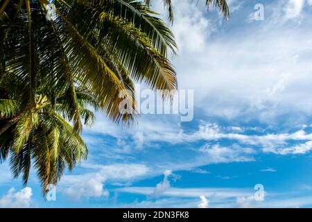 Grüne lebendige Palmblätter vor blauem Himmel Hintergrund mit weißen Wolken, tropische Landschaft, Kopierraum. Stockfoto