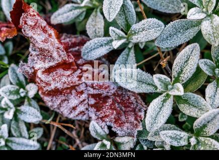 Selektiver Fokus. Erster Frost auf einem gefrorenen Feld Pflanzen und orange Laub, Spätherbst Nahaufnahme. Schöne abstrakte gefrorene Mikrokosmos Muster Stockfoto