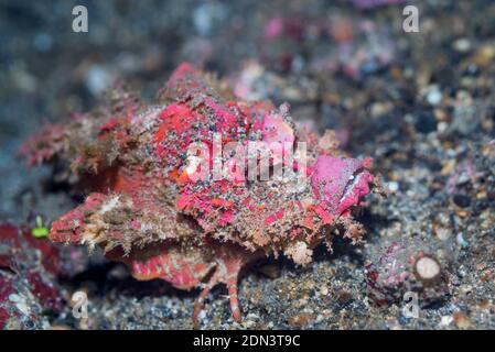 Devilfish oder Stinger [Inimicus didactylus]. Lembeh Strait, Nord Sulawesi, Indonesien. Stockfoto