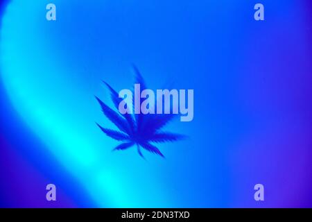 Verschwommenes Cannabisblatt auf blauem Hintergrund mit Platz für Text Stockfoto