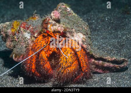 Weißfleckige Einsiedlerkrabbe [Dardanus megistos]. Lembeh Strait, Nord-Sulawesi, Indonesien. Stockfoto