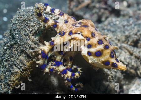 Blue-ringed Octopus [Hapalochlaena sp]. Lembeh Strait, Nord Sulawesi, Indonesien. Stockfoto