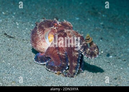 Schimmelbildung oder Kokosnuss Octopus [Amphioctopus marginatus]. Lembeh Strait, Nord Sulawesi, Indonesien. Stockfoto