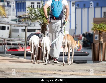 Mann läuft drei Greyhound Hunde. Stockfoto