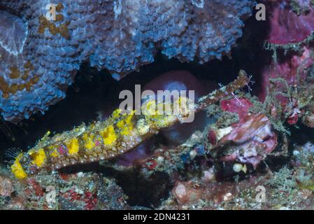 Reich verzierte Seenadeln [Halicampus macrorhynchus]. Lembeh Strait, Nord Sulawesi, Indonesien. Stockfoto