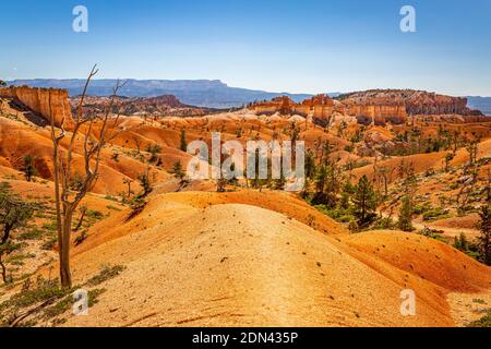 Hoodoos und erodierte Sandsteinformationen entlang der Wanderwege Queen's Garden und Navajo Loop im Bryce Canyon National Park in Utah. Stockfoto