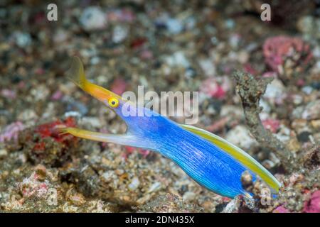 Blaues Band Eel [Rhinomuraena quaesita] Männchen. Lembeh Strait, Nord-Sulawesi, Indonesien. Stockfoto