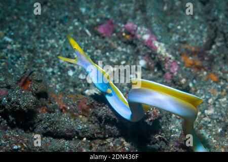 Blue Ribbon Eel [Rhinomuraena quaesita], male free swimming.  Lembeh Strait, North Sulawesi, Indonesia. Stock Photo