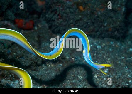 Blue Ribbon Eel [Rhinomuraena quaesita], male free swimming.  Lembeh Strait, North Sulawesi, Indonesia. Stock Photo