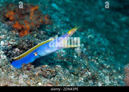 Blaues Band Eel [Rhinomuraena quaesita] Männchen. Lembeh Strait, Nord-Sulawesi, Indonesien. Stockfoto