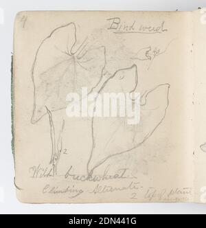 Skizzenbuch Seite: Pfeilkopf, Kenyon Cox, amerikanisch, 1856–1919, Graphit auf Papier, Recto: Skizze von drei Gruppen von Blumen auf einem Stamm, links; Studie von Einzelblume, Mitte; Studie von dreizackigen Blatt, rechts., Verso: Skizze von zwei großen herzförmigen Blättern., USA, 1874, Alben (gebunden) & Bücher, Skizzenbuch-Folio, Skizzenbuch-Folio Stockfoto