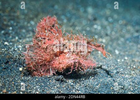 Ambon Scorpionfish [Pteroidichthys amboinensis]. Lembeh Strait, Nord Sulawesi, Indonesien. Stockfoto